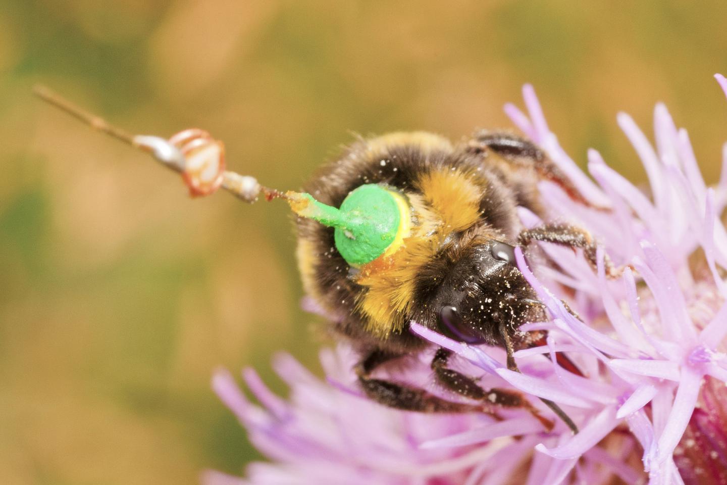 A Bumblebee Feeds on a Thistle (1 of 2)