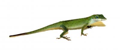 Green Anole Lizard (<i>Anolis carolinensis</i>)