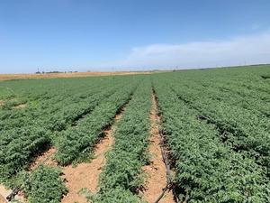 Chickpea Plants