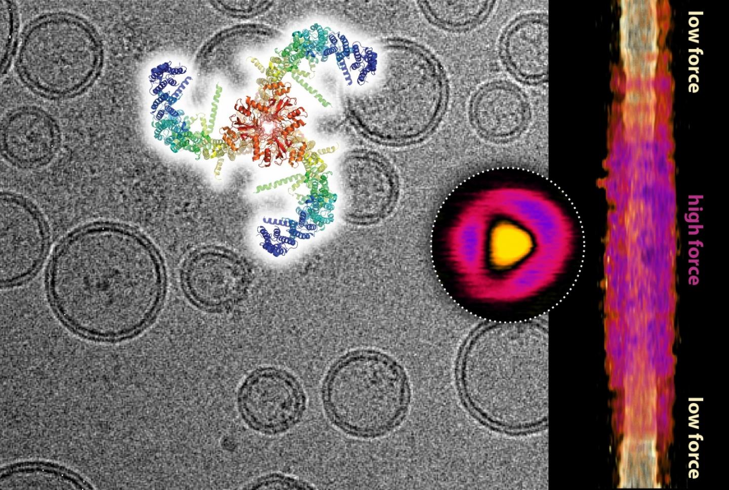 Composite of Cryo-Electron Microscopy Image Showing Lipid Vesicles W/ Embedded Piezo Channels,&  Pie