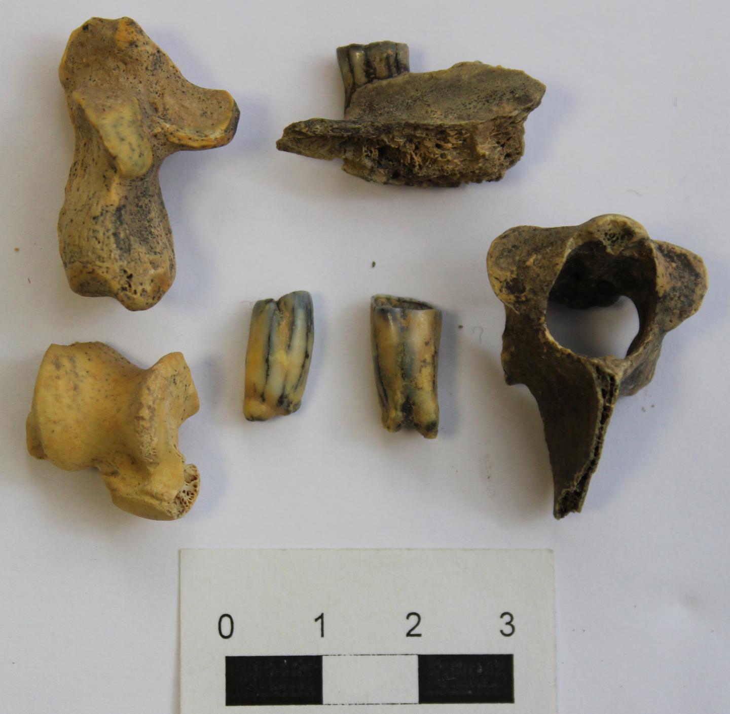 Porcupine Bones and Teeth