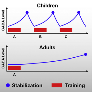 Changes in GABA in the brains of children and adults