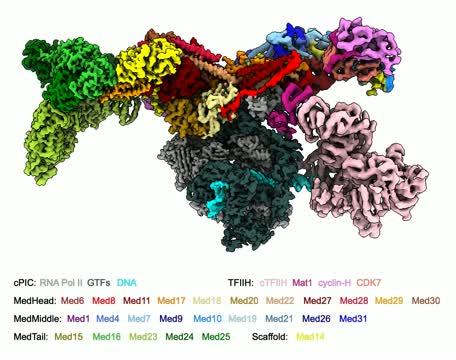 3D image of human Mediator-bound transcription pre-initiation complex (Med-PIC)