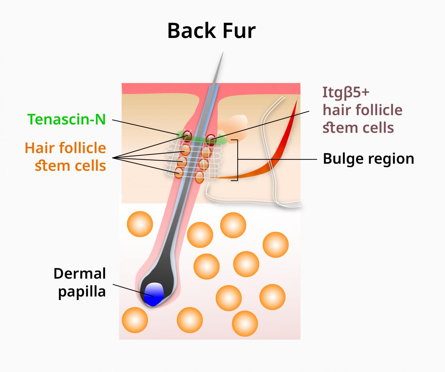 Hair follicle stem cells impor [IMAGE] | EurekAlert! Science News Releases