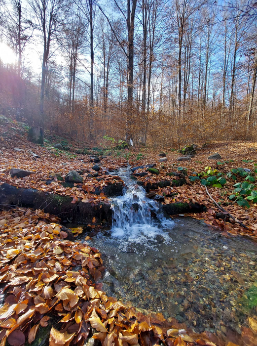 Type locality of the new species