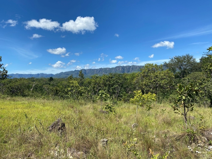 Trees in savanna areas of Cerrado