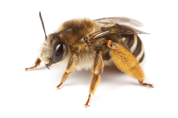 long-horned bee