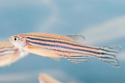 Deep-Sea Microorganisms Will Be Screened Using Zebrafish Assays