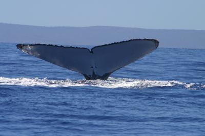 Humpback Whale Fluke