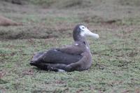 Juvenile wandering albatross ready to fledge with a Centurion tag.