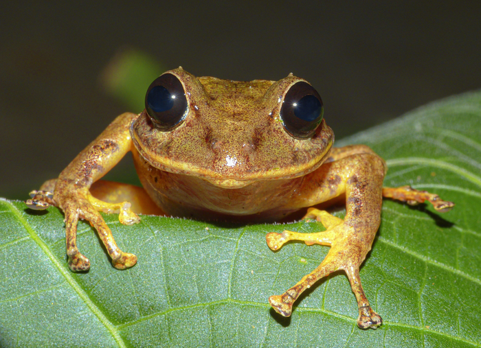 Greta Thunberg´s Rainfrog (Pristimantis gretathunbergae)