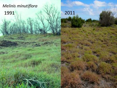 African Invader <i>Melinis minutiflora</i> in Hawaii Volcanoes National Park