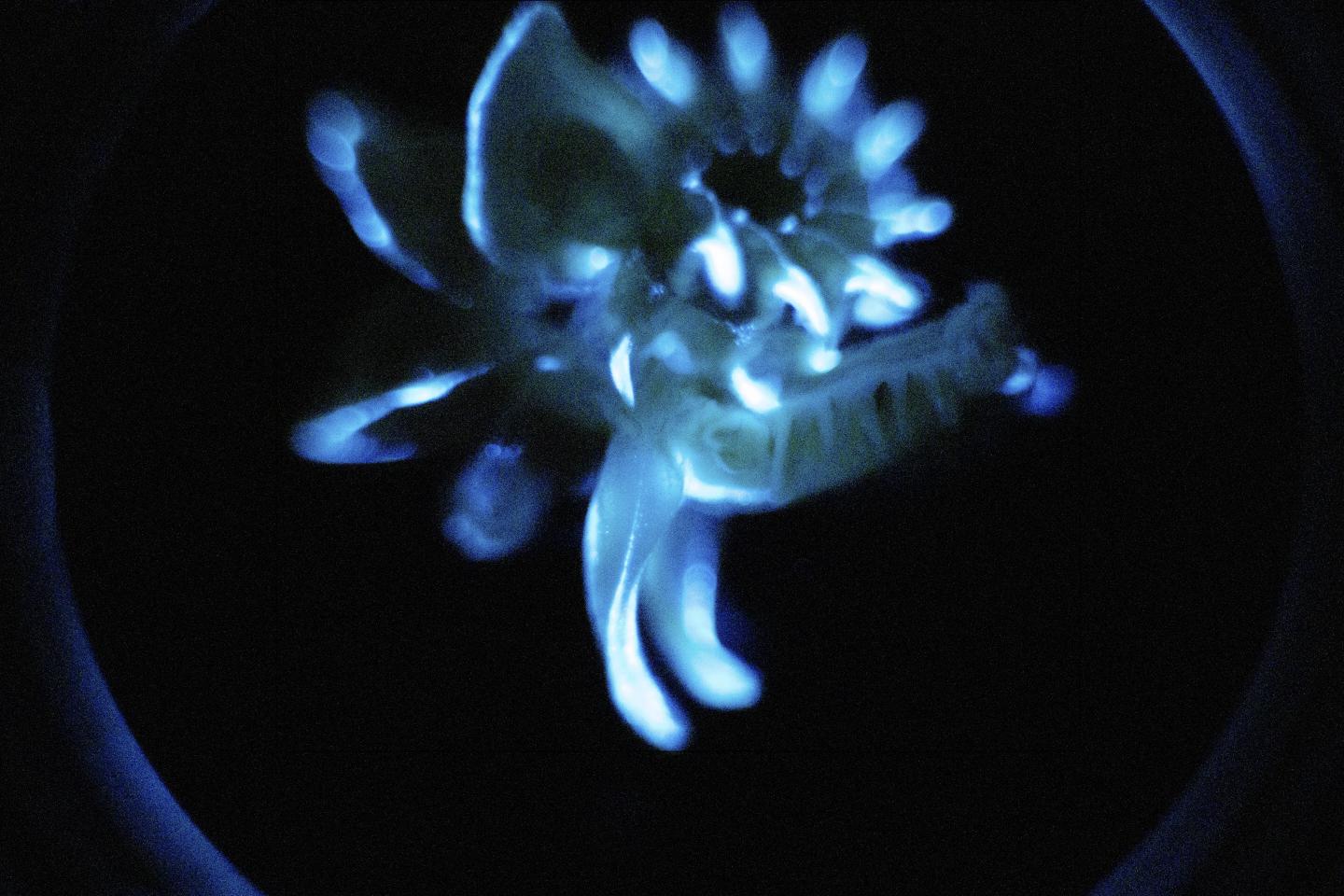Image of the Bioluminescence of <i>Chaetopterus</i>