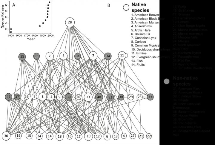 Newfoundland Food Web