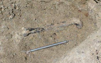 212-Million-Year-Old Leg Bone
