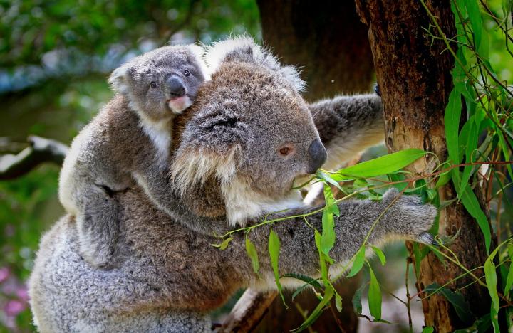Native Australian Species, Such as the Koala, Have Lost One Million Hectares since 2000