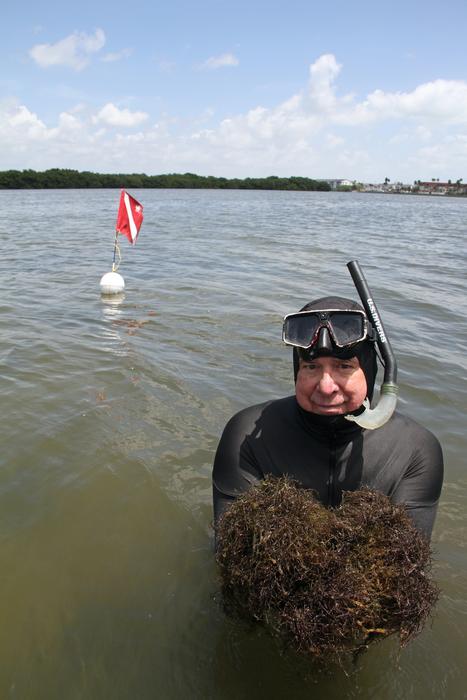 Gracilaria, a genus of red macroalgae