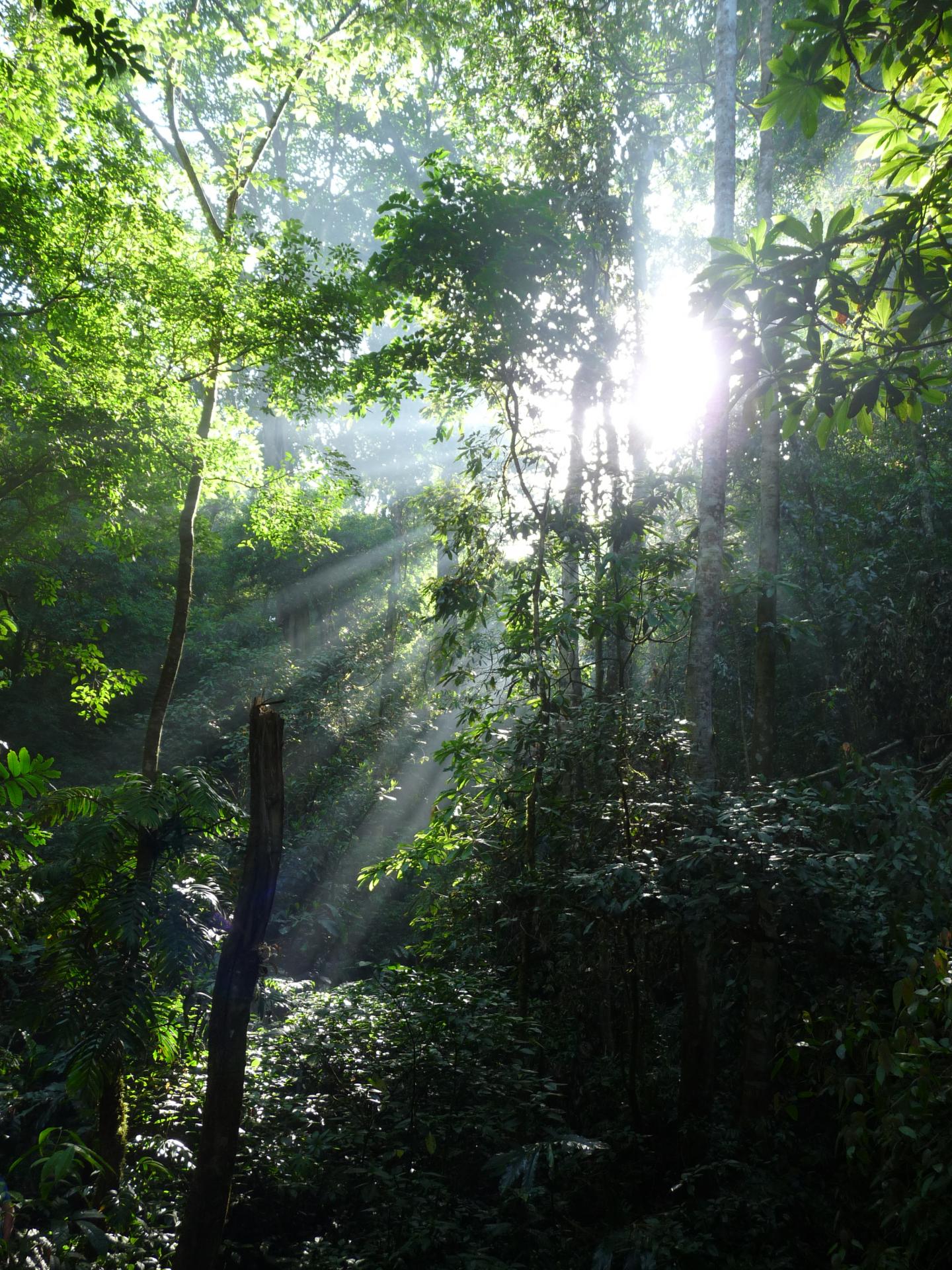 Dense Forest