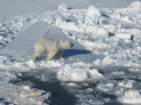 A Polar Bear on Ice