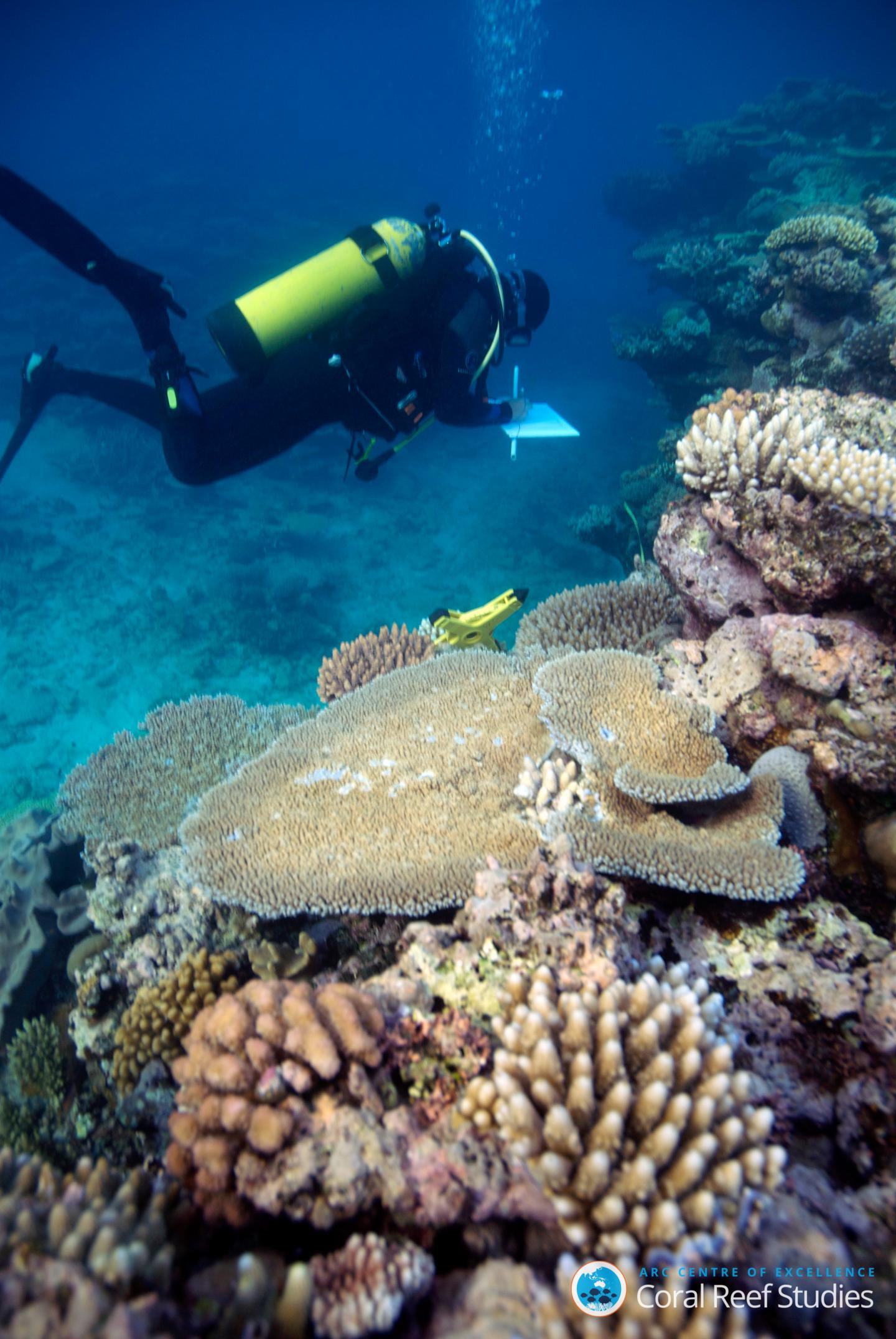 Reef Surveys