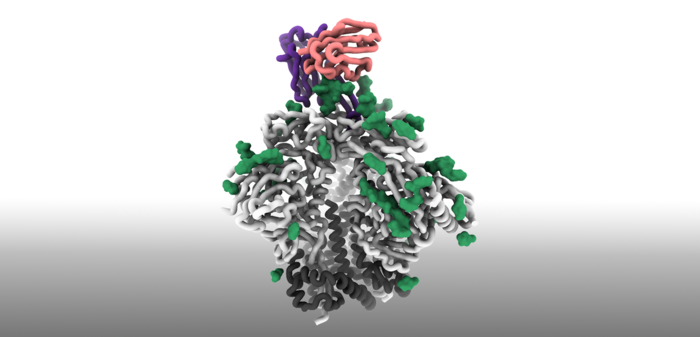 Cryo-EM structure of engineered priming immunogen
