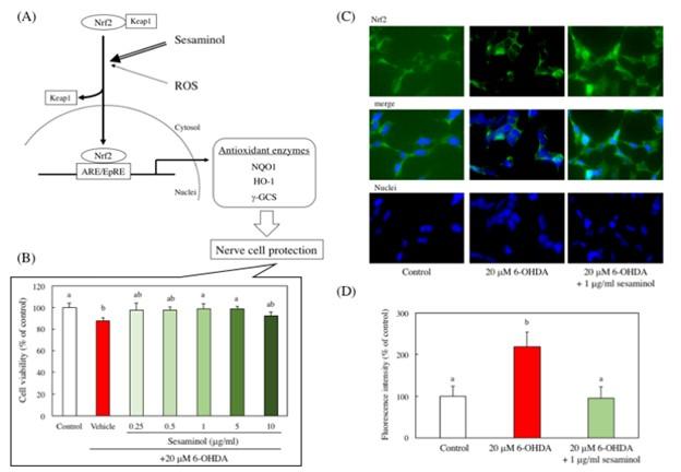 Sesaminol prevents Parkinson's disease by activating the Nrf2-ARE signaling pathway