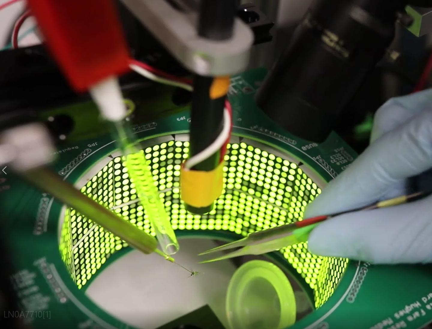 Arena for Testing Mosquito Flight