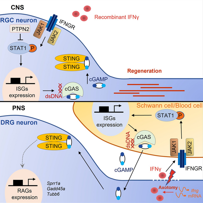 A working model of IFNγ-STAT1 signaling promoting axon regeneration in CNS and PNS.