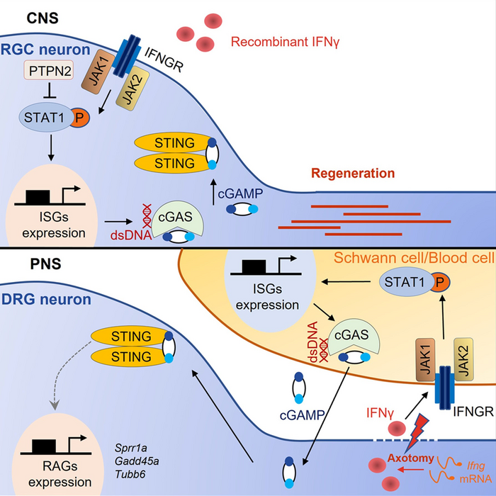 A working model of IFN-STAT1 signaling promoting axon regeneration in CNS and PNS.