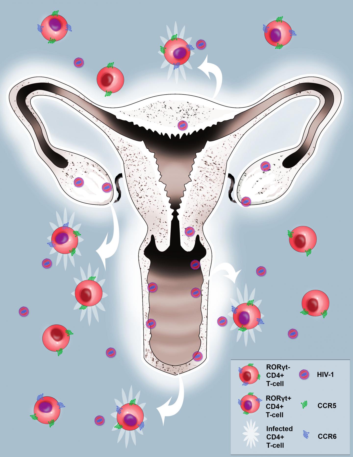 Glowing Virus Reveals HIV Stri [IMAGE] EurekAlert! Science News Releases