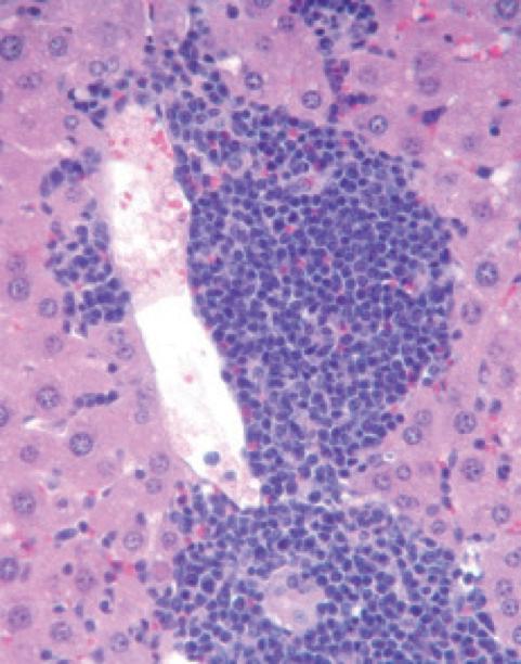 Tet2-ko Mouse Liver Cells