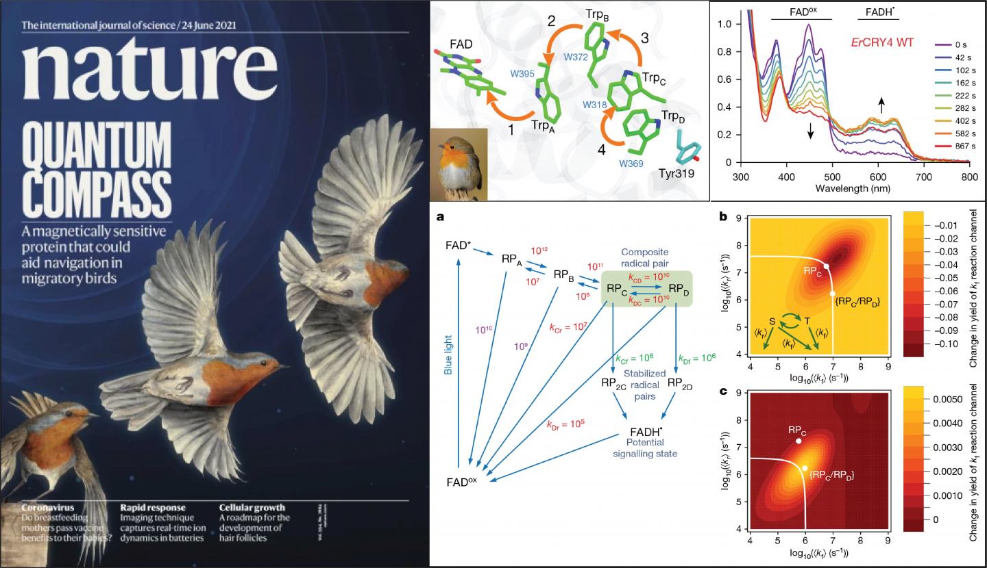 Light-sensitive Protein in Eye of Birds is Magnetic Sensitive as well
