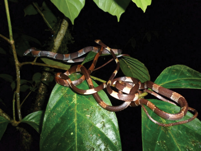 Four individuals of Dipsas aparatiritos intertwined