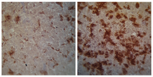 Mutant forms of Salmonella and ntestinal tract of chickens