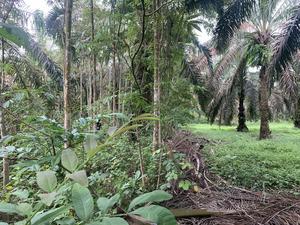 The experimental area showing native tree species with a species-rich undergrowth (left), alongside a conventionally managed oil palm plantation.