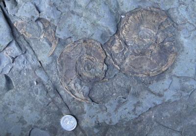 Early Jurassic Ammonite