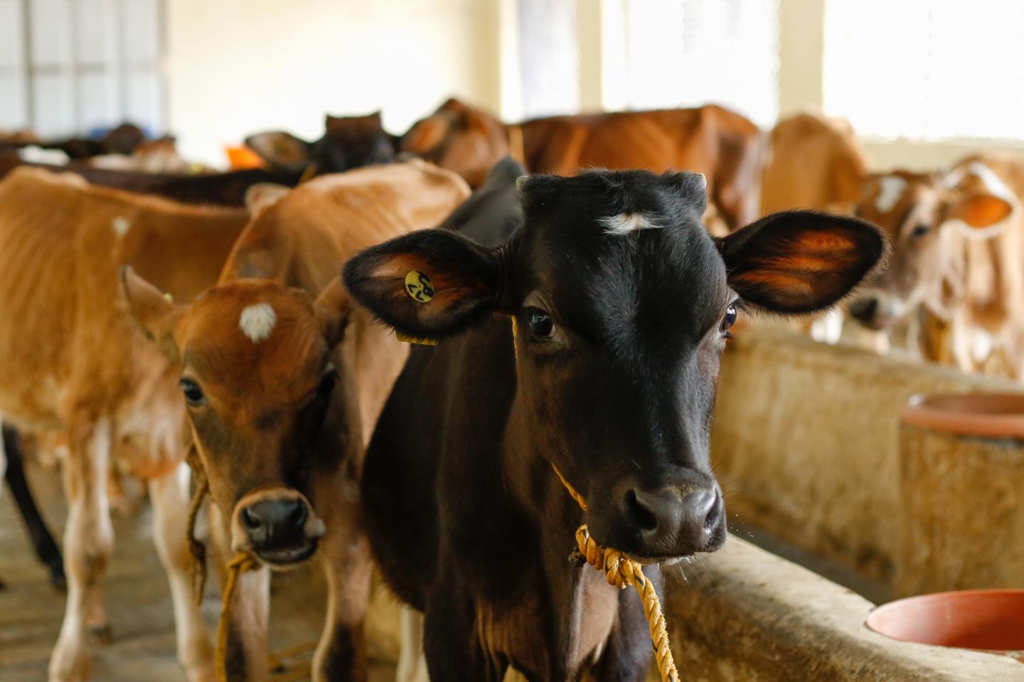 at-last-a-better-test-for-bovine-tuberculosi-eurekalert