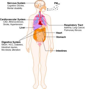 The systemic adverse health effects of inhalation exposure to PM2.5.