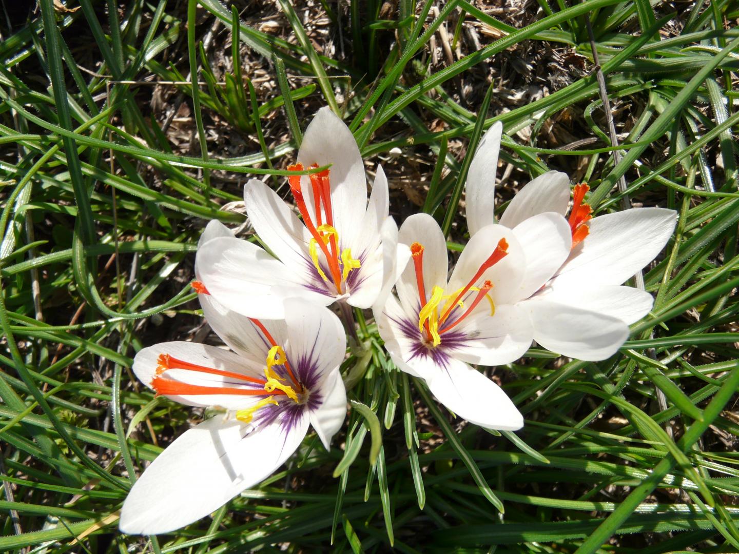 <em>Crocus cartwrightianus</em>