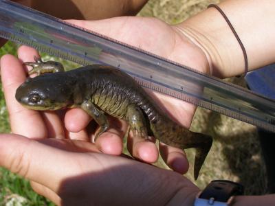 Salamander in Yellowstone