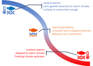 Genetic mixing between warm-adapted and cool-adapted species can reduce the risk of extinction due to climate change