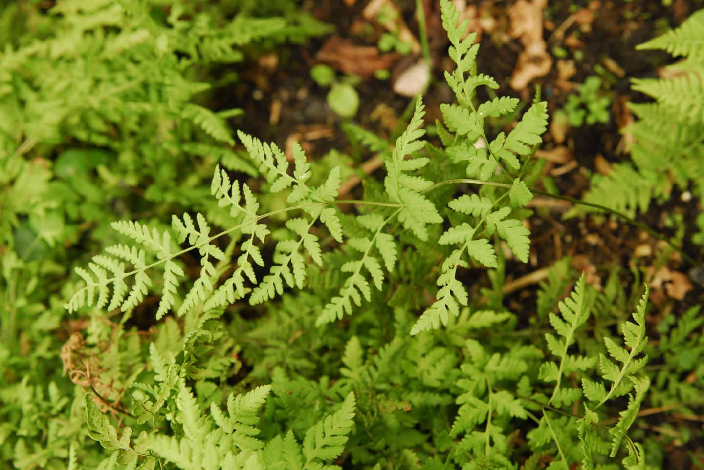 Fern Hybrid