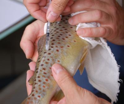 Explosives and Fish are Traced with Chemical Tags (1 of 2)