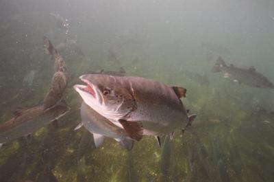 Genetic Chip Will Help Salmon Farmers Breed Better Fish