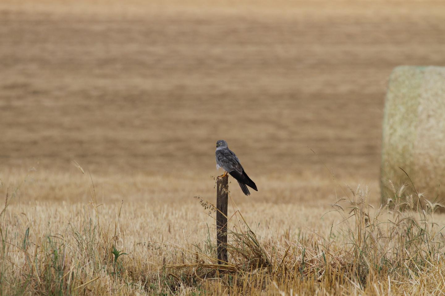 Montagu's Harrier (2 of 2)