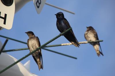 Purple Martins at Colony