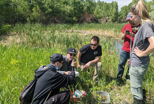 Mosquito tagging fieldwork