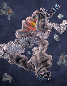 Atomic structure of RNA polymerase ribozyme thought to be implicated in the origin of life