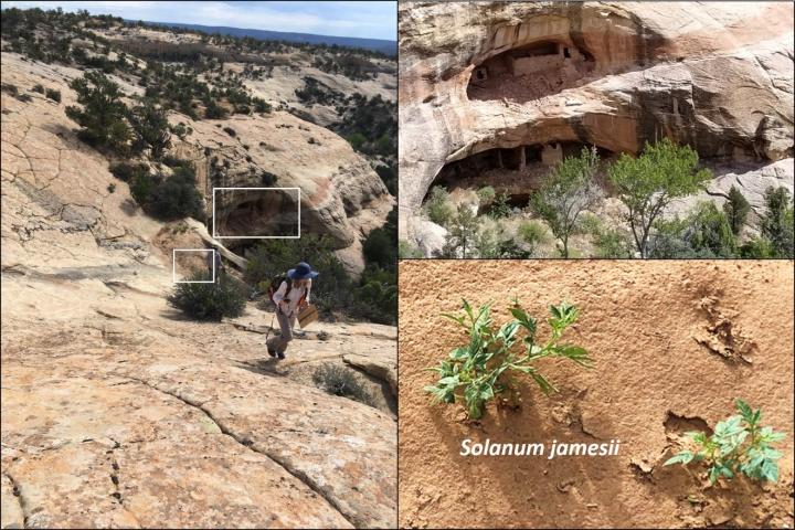 Bears Ears archaeological site