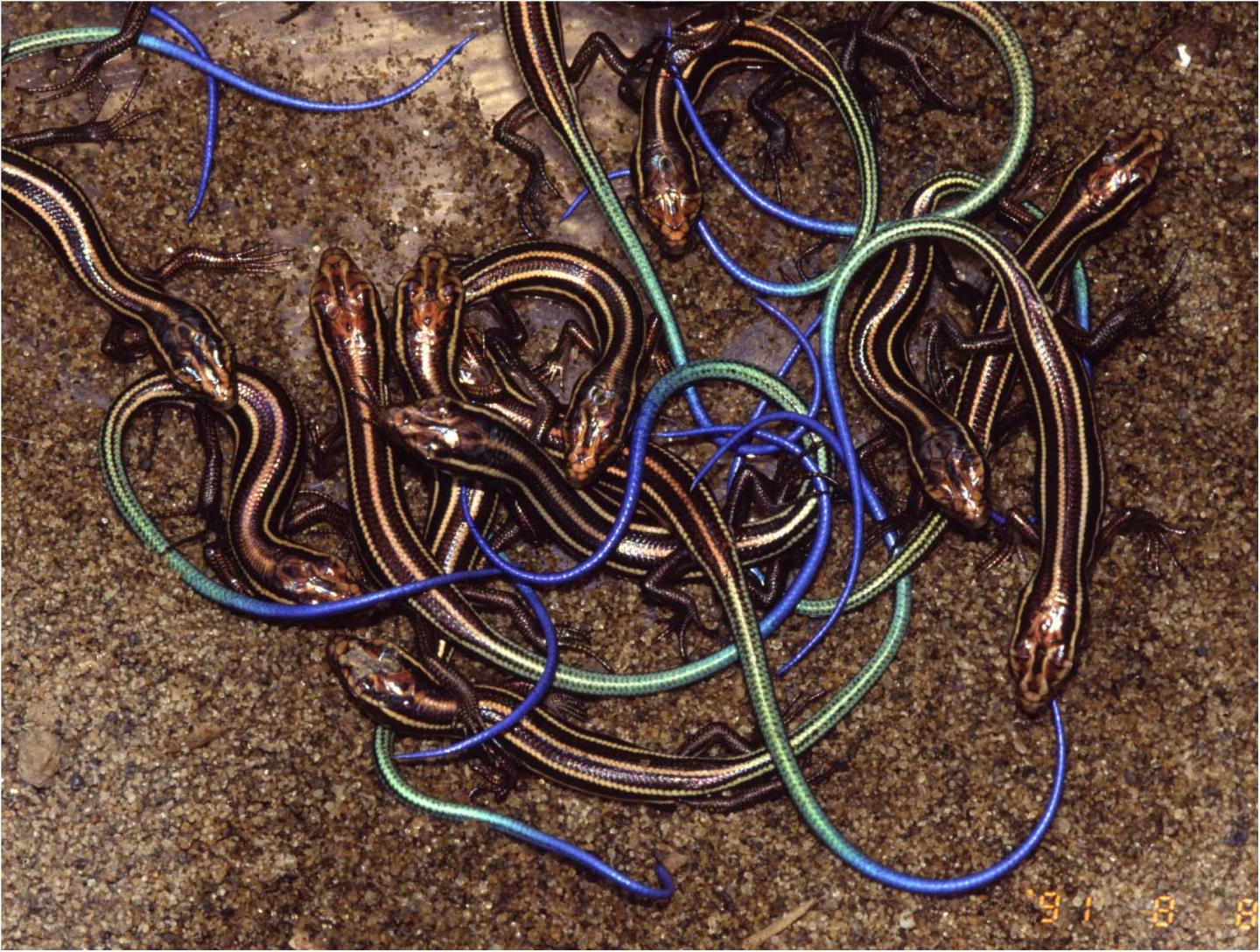 Hatching Lizards in Kozu Island that Have a Snake Predator